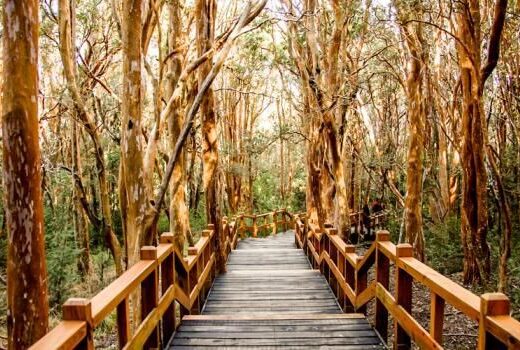 Parque Nacional Arrayanes